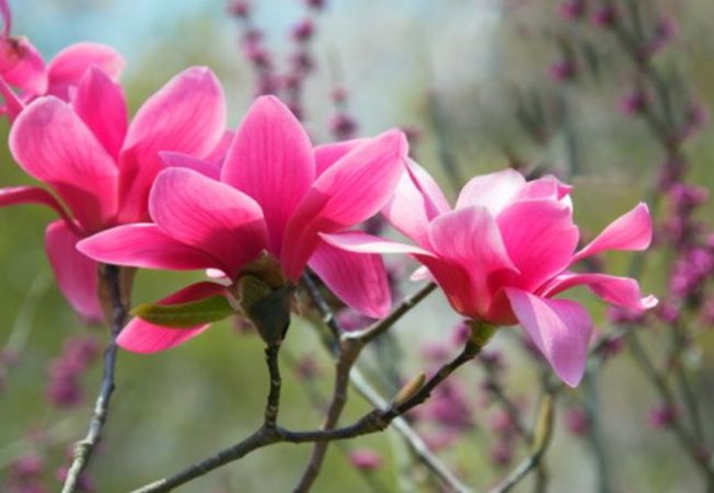 Esenta divina a Vietii